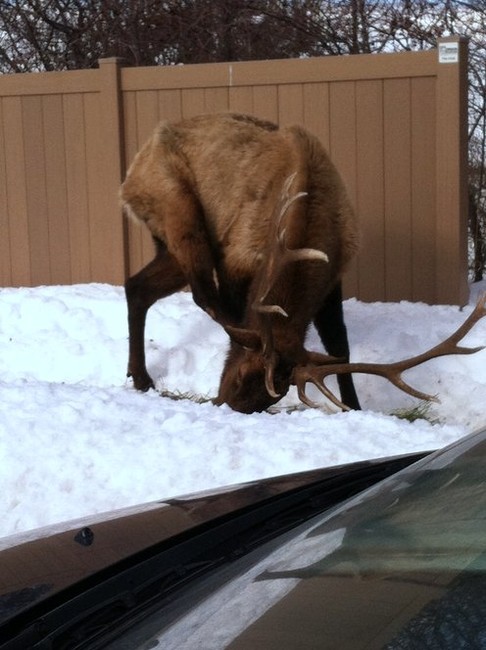 Wildlife officials forced to put down 'Bob' the elk