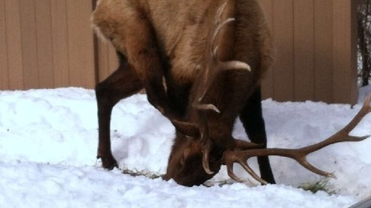 Wildlife officials forced to put down 'Bob' the elk