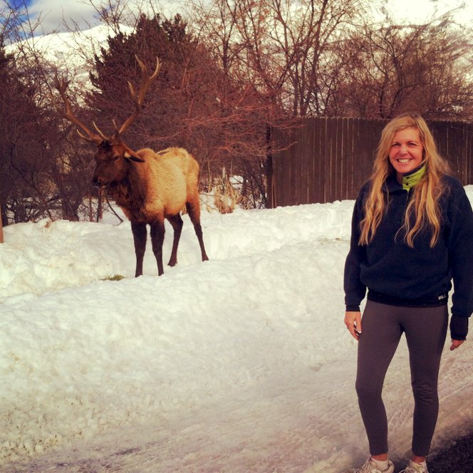 'Bob' the elk refuses to leave Alpine neighborhood