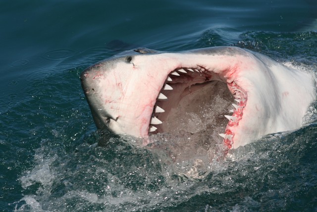 New study attacks common definition of &lsquo;shark attacks&rsquo;