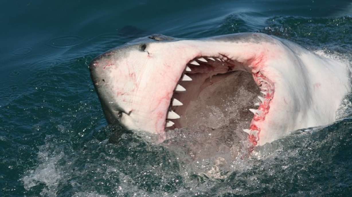 New study attacks common definition of ‘shark attacks’