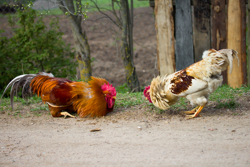 Cockfighting may soon be a felony crime