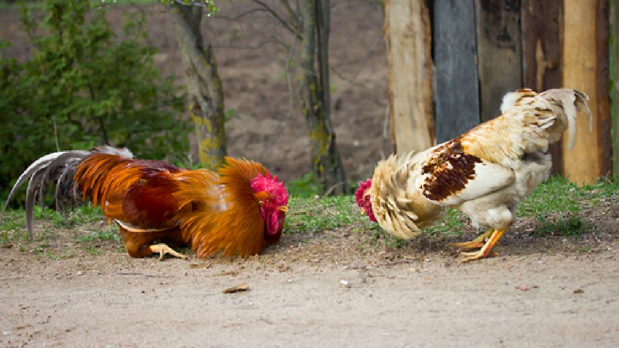 Cockfighting may soon be a felony crime