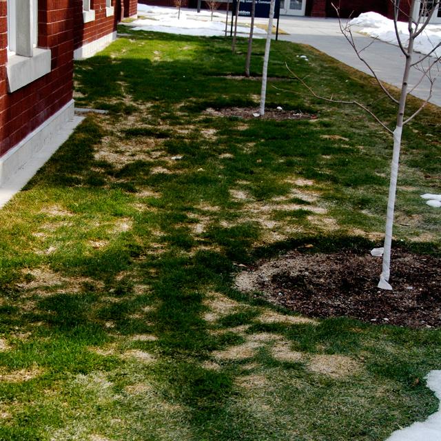 Snow molds can cause extensive necrosis in a patchwork damaged
turf. The pattern of these patches can be mild to severe.