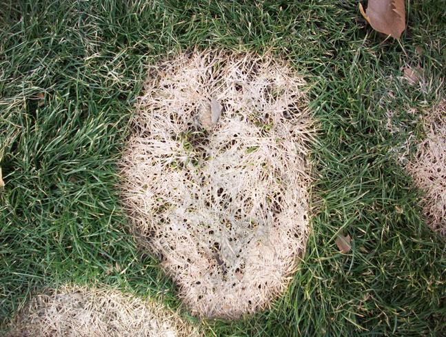 Patches showing a pink edge at their margin are indicative of pink snow mold (Microdochium
nivale).