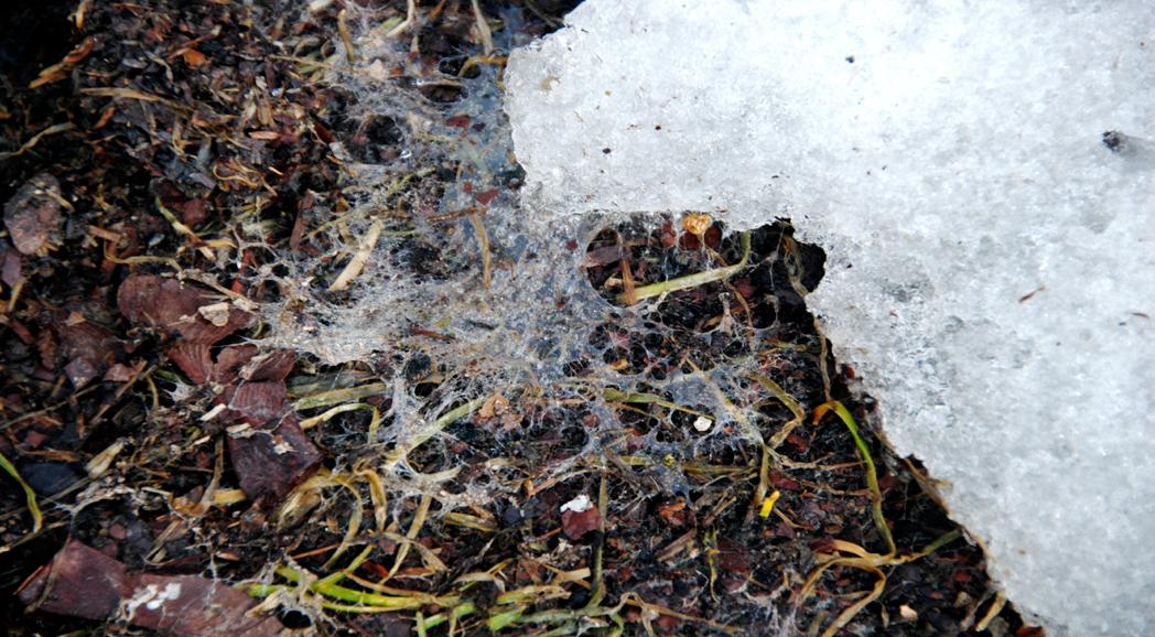 Snow mold can easily be seen in this image at the interface of receding snow and matted, snow mold diseased turf.