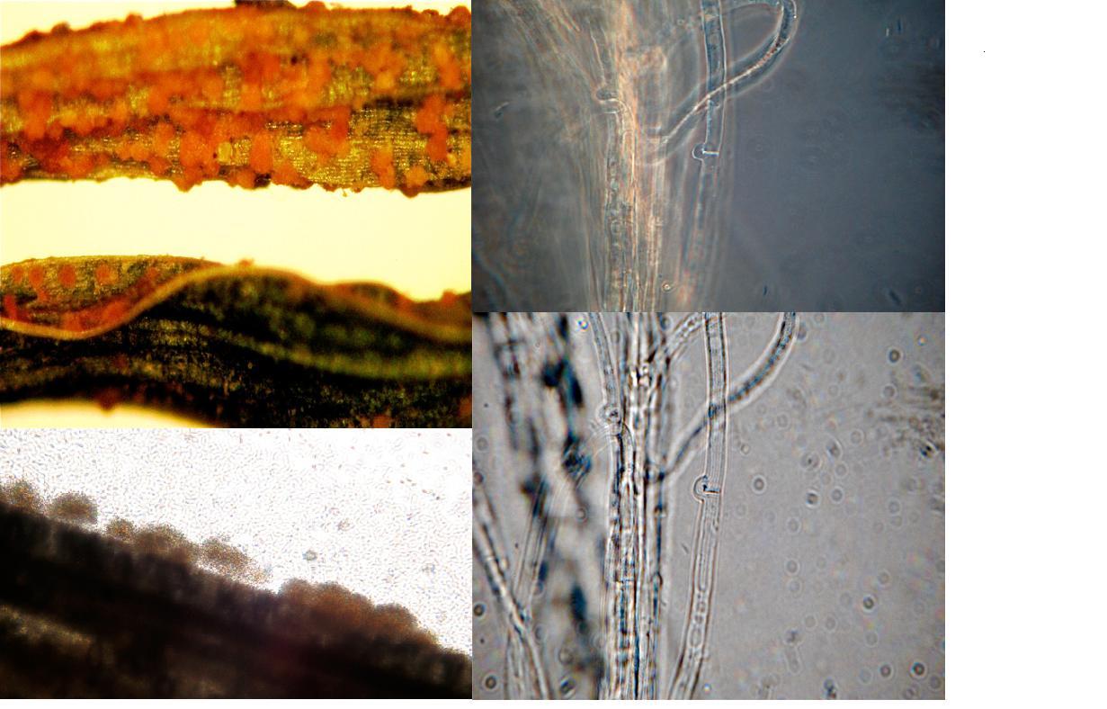 Sporodochia of Microdochium nivale (boxes A and B) are diagnostic
of the pathogen, as are the presence of clamp connections on the hyphae of Typhula spp. (boxes C and D are the same photo using different imaging techniques of microscopy, clamp is at the arrow tip).