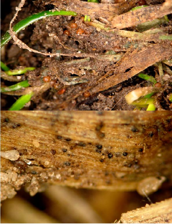 Sclerotia of Typhula incarnata are lighter colored and spherical (top photo), whereas sclerotia of Typhula ishikarensis are darker and smaller (bottom photo).