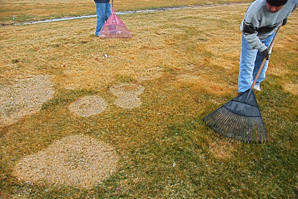 Raking snow mold patches to loosen matted turf will help the turfgrass to recover more quickly. Raking improves sunlight penetration
and air circulation at the turfgrass surface. Note the color of the patches in the background that have been raked, compared to the coloration of the non-raked densly matted patches in the foreground.