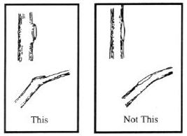 Figure 1. Flesh cuts heal slowly; leave the collar.