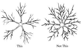 Figure 2. Space scaffold branches to allow access.