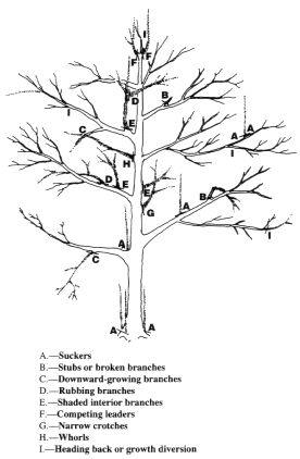 Figure 3. Suggested pruning cuts.