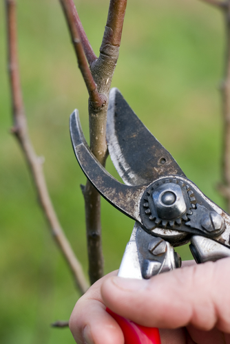 Pruning Pears and Apples