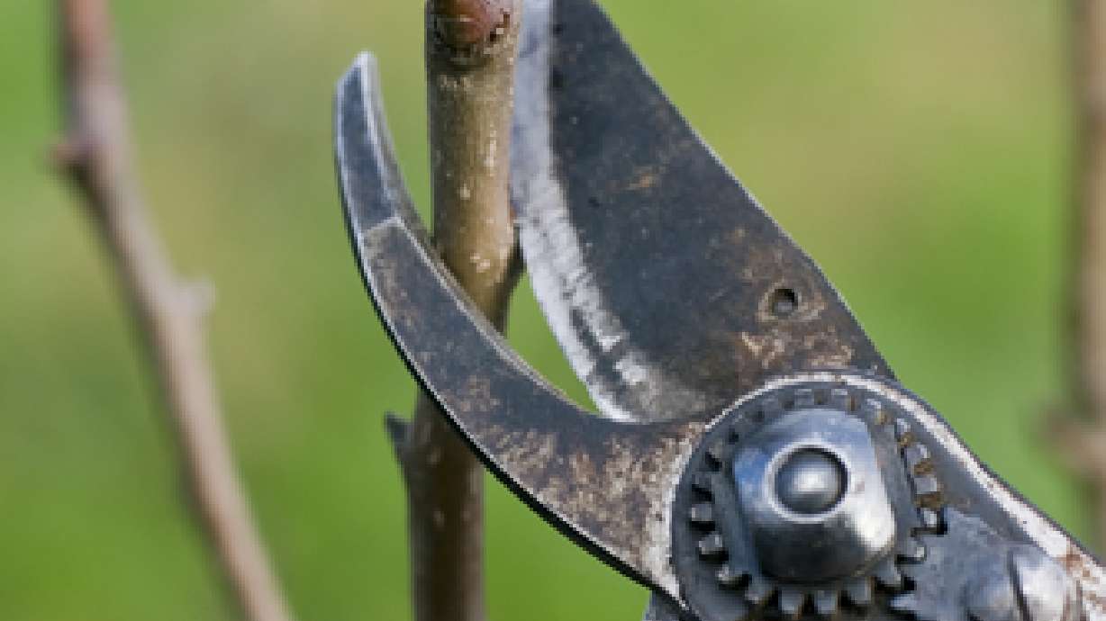 Pruning Pears and Apples