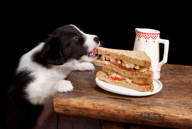 Your sneaky dog understands your perspective, study says