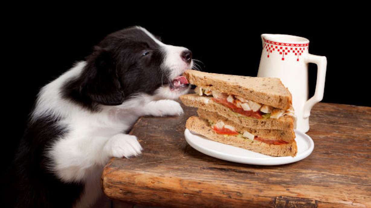 Your sneaky dog understands your perspective, study says