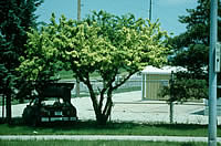 Iron Cholorisis in Crab Apple