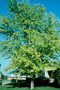 Iron Chlorosis in Silver Maple