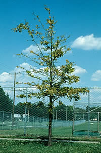 Pin Oak with severe Iron Chlorosis
