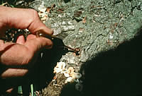 Injection with ferric ammonium citrate solution.