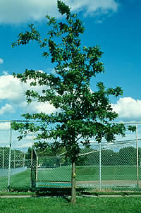 Pin Oak 6 weeks after injection with ferric ammonium citrate.