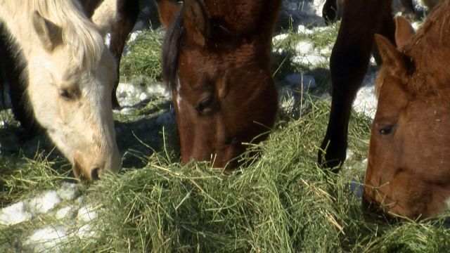 Owners of starving horses arrested for animal cruelty, police say