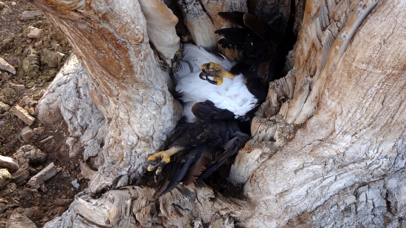 Wildlife officials seaching for bald eagle killer