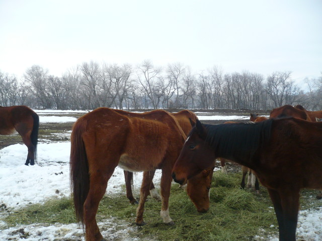 14 of 15 animal cruelty charges dropped against Weber County rancher