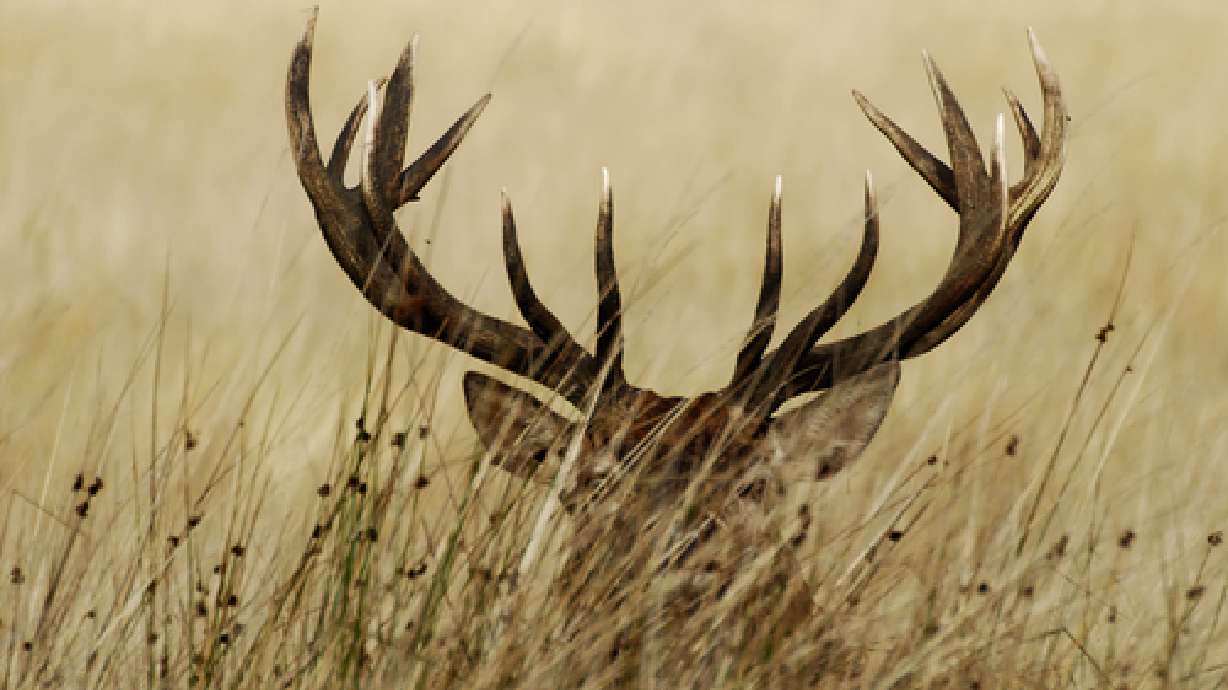 Keeping Wildlife Out of your Yard