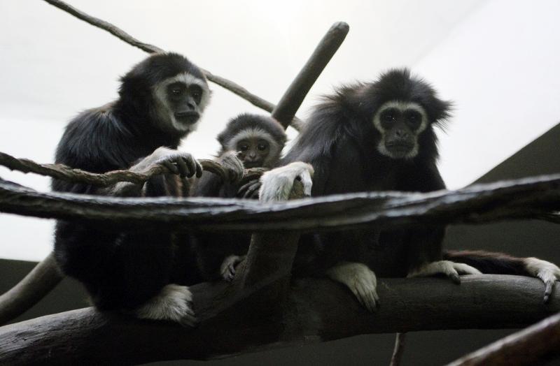 Hogle Zoo sees first successful gibbon birth in zoo history