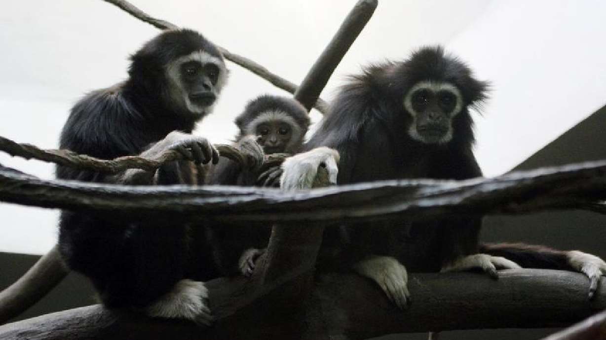 Hogle Zoo sees first successful gibbon birth in zoo history