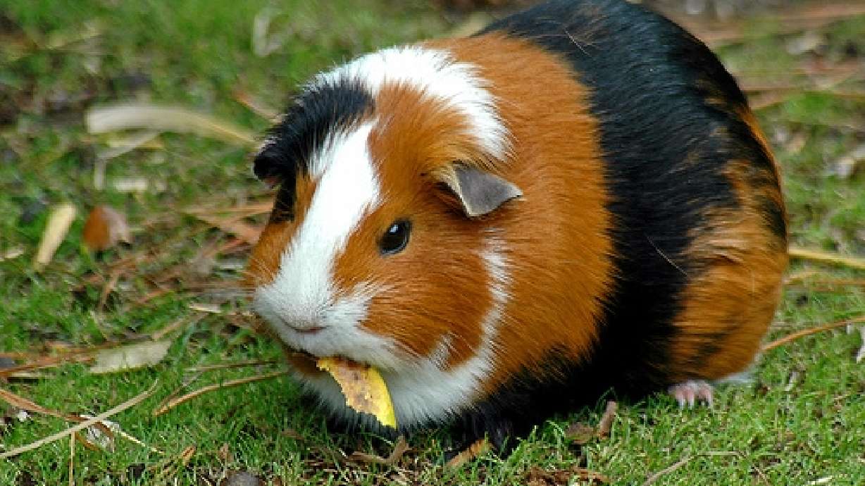 Guinea Pigs help kids with autism, study says