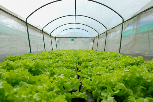 Starting you Spring Garden