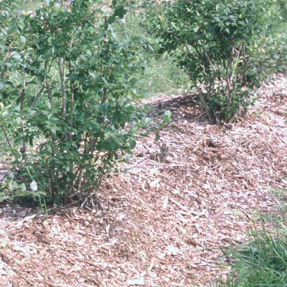 Highbush blueberries growing in a raised bed made up of decomposing wood chips, placed on the surface of a clay loam soil.