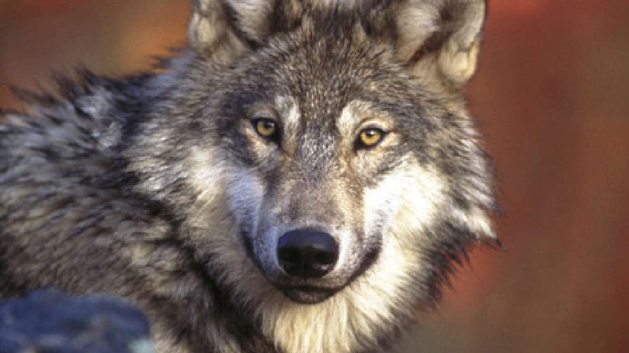 Wolf advocates howl over spending request