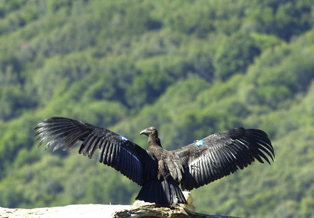 Hunters lauded for efforts to reduce condors' exposure to lead