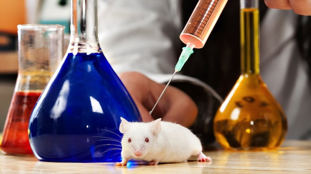 Injecting Mice With Human Brain Cells Actually Makes Them Smarter