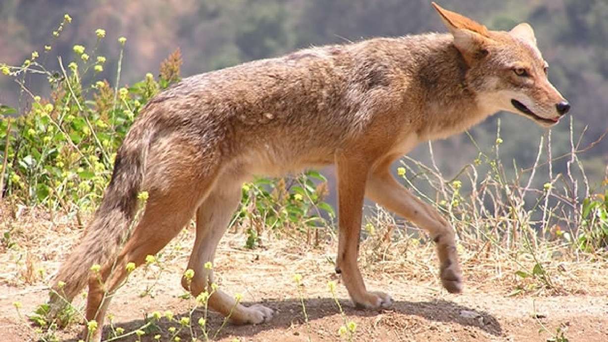 Kill a coyote in Utah and make $50