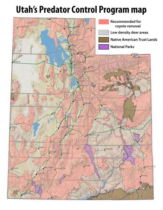 Kill a coyote in Utah and make $50
