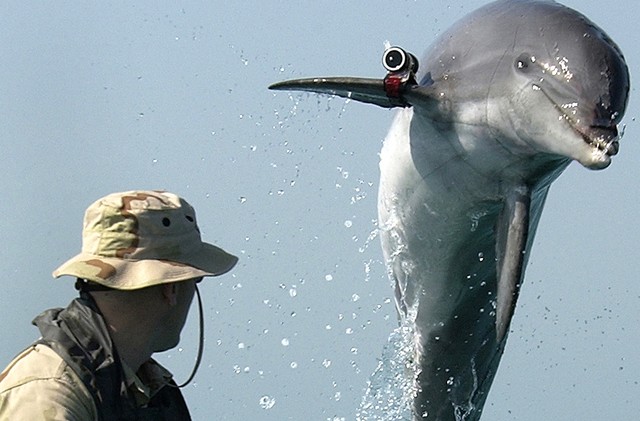 3 'killer' dolphins ditch Ukrainian navy in search of mates