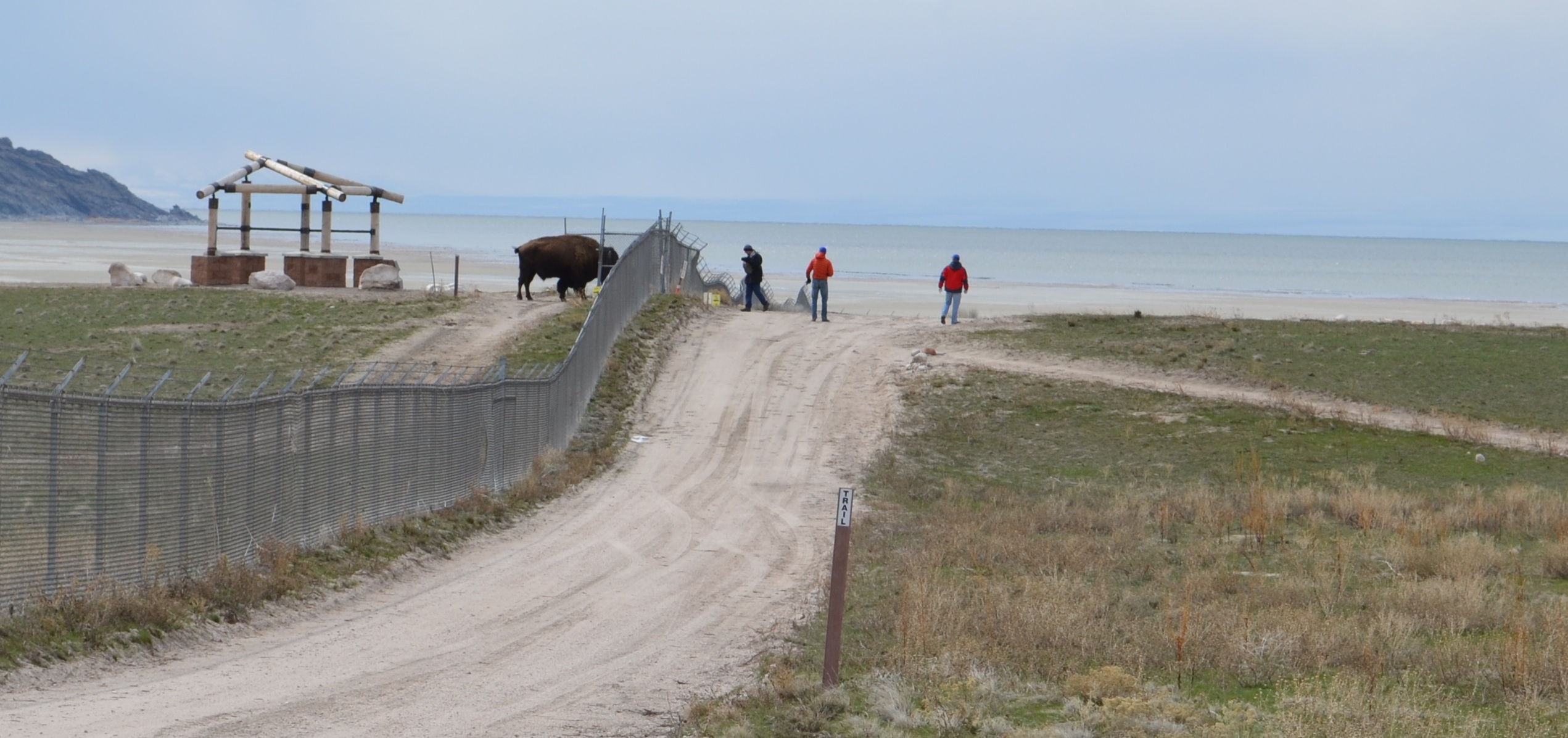 Man pinned by bison says he worried for racers' safety