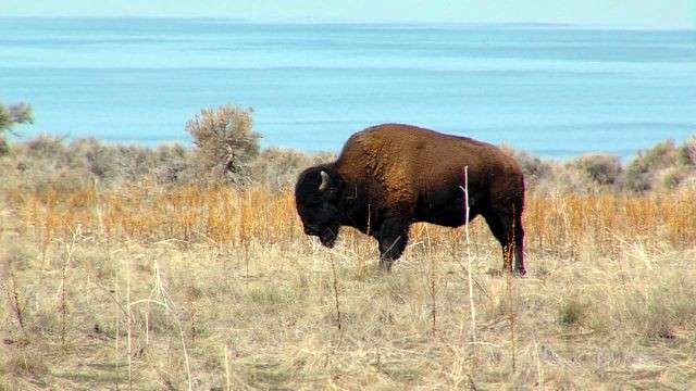 "I think there's a misconception of what they really are," said Assistant Park Manager John Sullivan, "because ‘they're big, slow-moving, shaggy cows' — as people may interpret them to be."