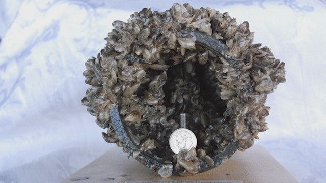 More invasive quagga mussels found in Lake Powell