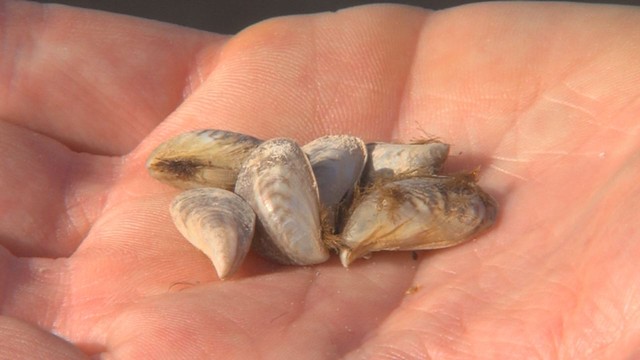 Out-mussel-ed: Lake Powell officials seek to protect other waters
