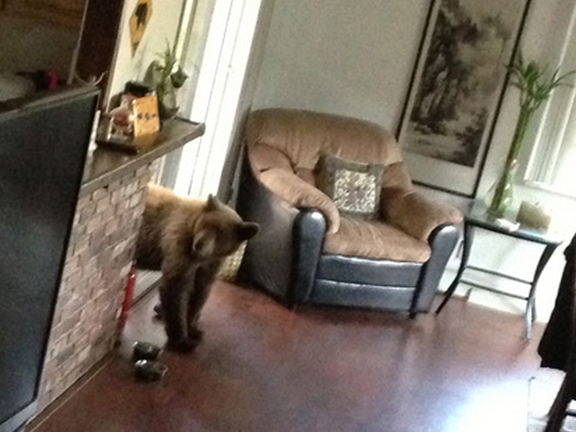 Bear enters house, steals Chinese food