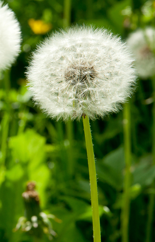 Pre-emergent weed control for lawns and gardens .