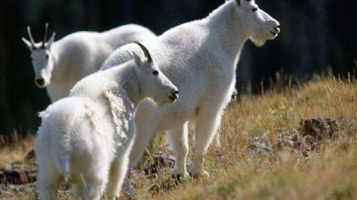 Mountain goat viewing event scheduled for April 20