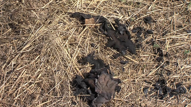 Hyrum man dies after catching fire while burning weeds