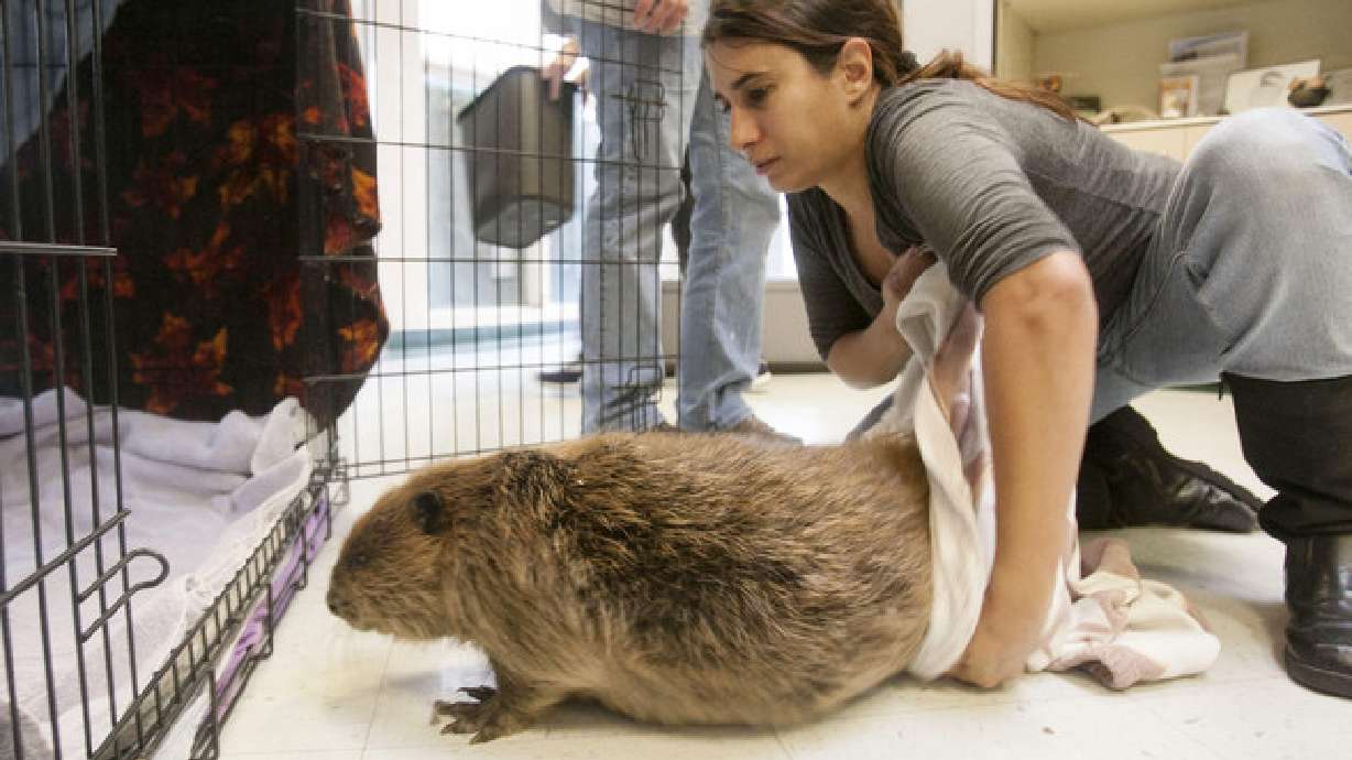 3 beavers harmed in Willard spill expected to make full recovery