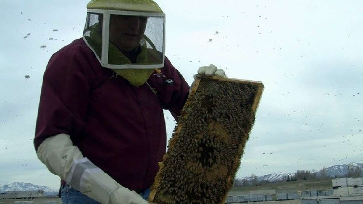 Utah's 'Beekeeper of the Year' fights to save the insect